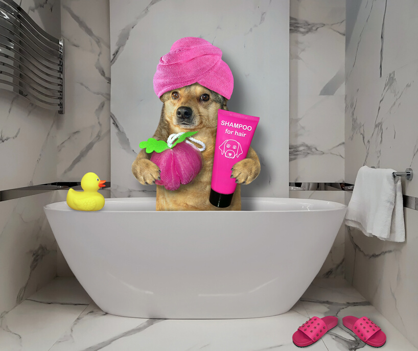 Dog takes bath at hotel